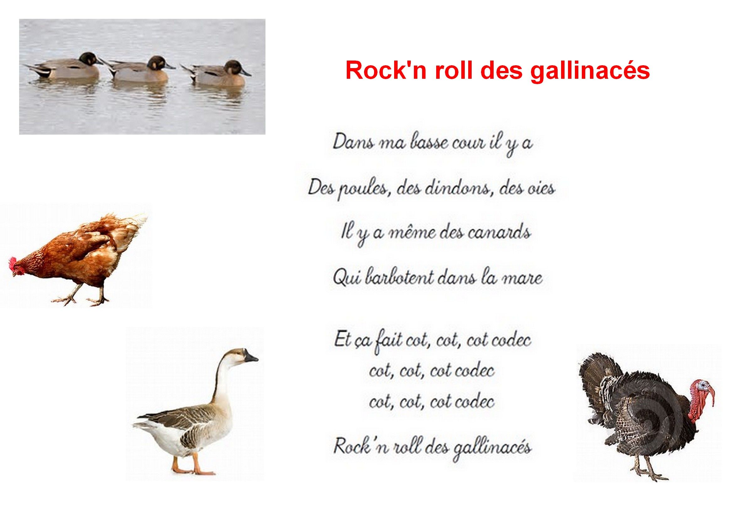 Le Rock And Roll Des Gallinacés Paroles